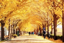 아산시, 은행나무길 생육환경 개선 시범사업 추진