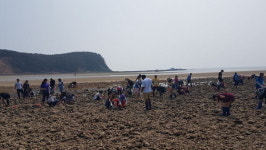 보령시, 들썩들썩 해삼당화 장고도 행사