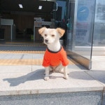 홍성군 금마면 출·퇴근하는 강아지 직원 금순이 새 옷 생겼다