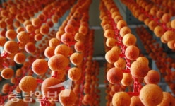 충남 논산 양촌곶감축제 마침내 열린다