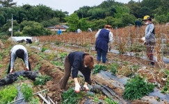 청양군, 공직자들 농가 일손 돕기 나서