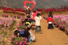 부여 규암초, 구드래 가을풍경 핫해