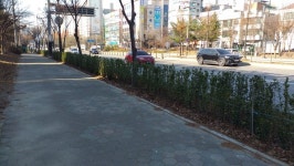 천안시, 불당대로 등 11개소 가로숲길 조성 완료