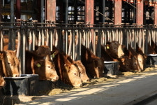 홍성군, 상반기 소·염소 우제류 구제역 백신 접종