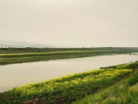 부여군, 금천변 물들인 유채꽃 만발