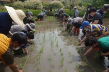 모항초등학교, 전통 방식 손 모내기 체험