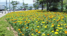 [포토]보령시, 주요 도로변에 여름철 관광객을 맞이하는 꽃내음 가득