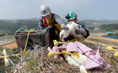 한전 대전세종충남본부, 송전철탑 황새 보호활동 추진