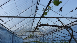 서천군농업기술센터 농작물 폭염 피해 예방 총력