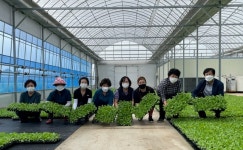 부여 규암농협, 배추 육묘 무상 공급