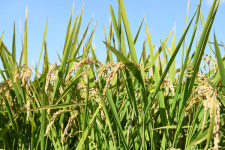 홍성군, 유기농 특구 명성 2024년까지 잇는다