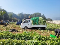 밀알라이온스클럽, 충주시푸드뱅크에 배추 500포기 전달