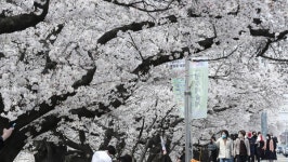 [포토] 팝콘이 된 무심천 벚꽃길