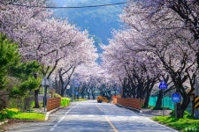 구항면 거북이마을 벚꽃 명소로 발돋움하다