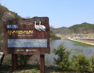 예산군 황새, 대술면 옛 황새 번식지에 둥지 틀다