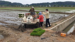 [포토] 서천군 마서면, 모내기 현장 방문 격려