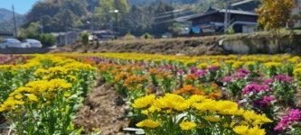 [포토] 충남 공주시 금학동, 금학생태공원 진입로 국화꽃단지 조성