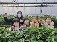 서천 부내초 , 딸기따기 농촌체험학습 실시