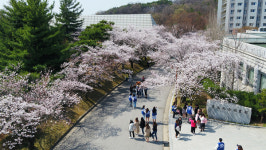 단국대 천안캠퍼스, 일대 벚꽃 만개 주말쯤 절정 예상
