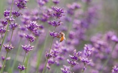 [기획 시리즈-꿀벌 찾아 삼만리④-끝] 토종꿀 브랜드화‧폐업 지원…위기의 양봉산업 한 줄기 빛