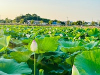 당진시, 2024년 합덕 연호 물 축제 개최 
