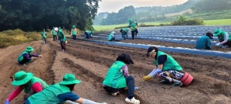 세도면 새마을부녀회, 사랑의 김장배추 심기 행사