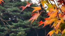 자연의 아름다움만큼 인정 또한 멋스런 보은을 되돌아보다