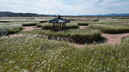 [포토]백마강 물억새 생태공원