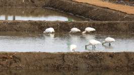 서산버드랜드 생태습지, 철새 쉼터로 거듭
