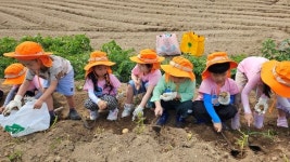태안유치원, 고사리 손으로 농사를... 마을교육공동체 연계 감자캐기 체험 진행