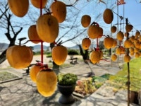 안흥초등학교, 곶감 만들기 체험 행사 진행