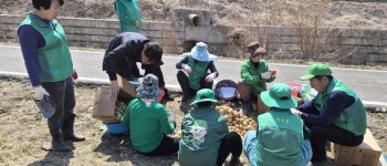 영동군 상촌면 새마을지도자회·부녀회사랑의 감자심기 행사
