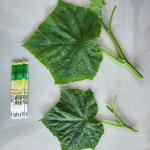 천안시, 원예작물 바이러스 진단키트 보급한다… 예방체계 구축