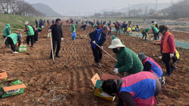 서산시 운산면, 용장천변 억새 심어 새로운 관광명소로 도장 꾹
