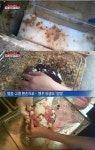먹거리 x파일 눈꽃빙수 실체..위생 엉망 대장균 만 마리