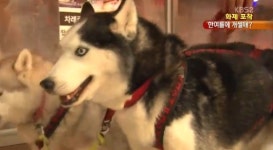 사모예드 성격, 강력한 충성심에 적응력까지…이것에 적격