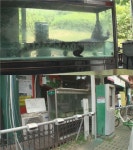 동물농장 샴악어 민식이, 멸종위기 동물이 좁은 수족관에 갇혀…
