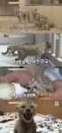 국내최초 삼둥이 치타..송일국이 아빠? 이름이 대한·민국·만세(동물농장)