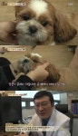 동물농장 애정결핍으로 발작연기하는 개..마음의 병은?