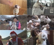 동물농장 고발한 강아지 공장 그 후 이야기