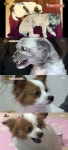 동물농장 도담, 가온에게 으르렁대는 이유는? 가족 지키기 위해
