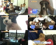 TV동물농장 위너, 고양이 3마리X강아지 1마리 좌충우돌 육아기