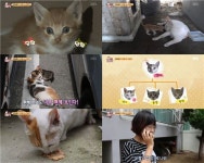 고양이를 살려주세요… TV동물농장 제작진에게 도착한 편지[텔리뷰]
