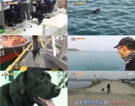 TV동물농장 블랙 리트리버 투투의 바다 사랑… 수영+다이빙 척척[텔리뷰]