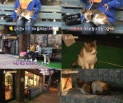 동물농장, 고양이 키스를 부르는 신기한 의자[TV캡처]