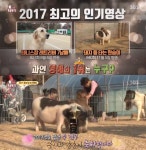 [TV캡처] 동물농장X애니멀봐, 2017 인기영상…돼지 등 타는 원숭이