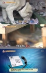 [TV캡처] 동물농장, 옥상에 개 버린 견주…무슨 상관이야