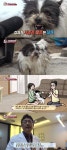 동물농장 손길 거부견 곤이애견미용실 다녀온 후부터… [TV캡처]