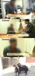 동물농장 카네코르소 4남매 버린 주인, 거짓말 실토 후회된다