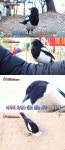 동물농장 폭군 까치, 사람만 보면 돌격…이유는? [TV캡처]